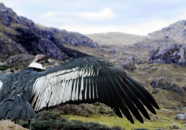 parque-condor-otavalo